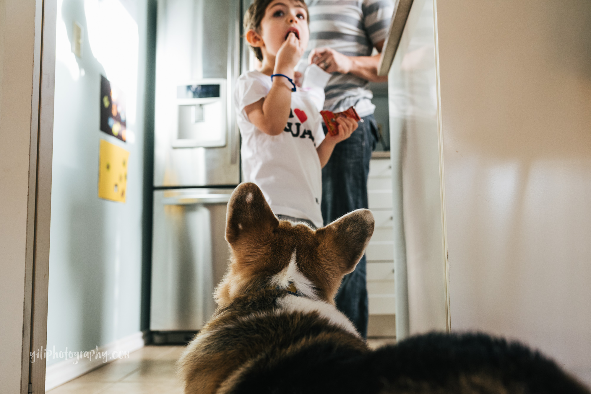 seattle toddler eating a snack while family dog watches