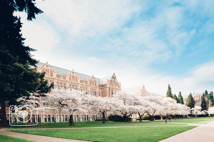 University of Washington quad cherry blossoms