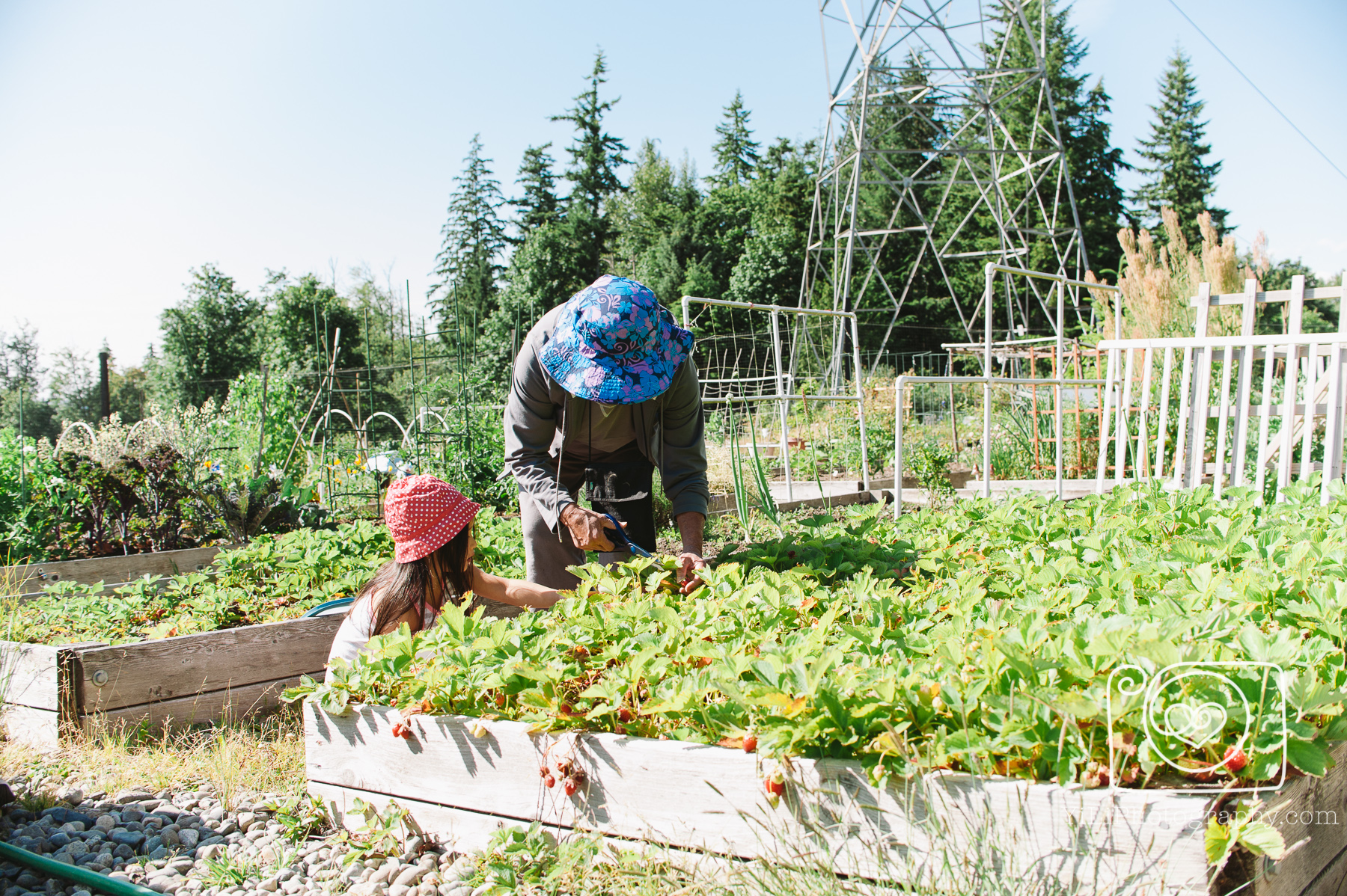 seattle p-patch gardening