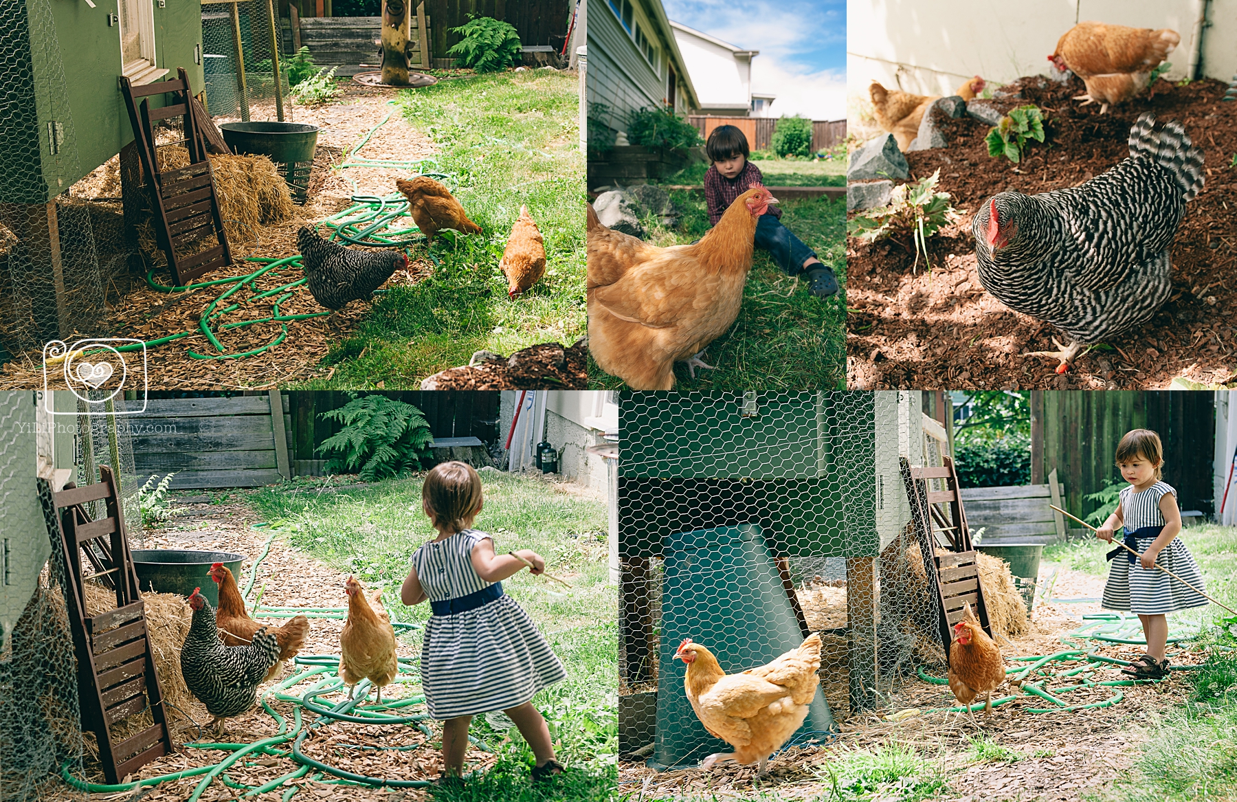 seattle backyard chicken photos