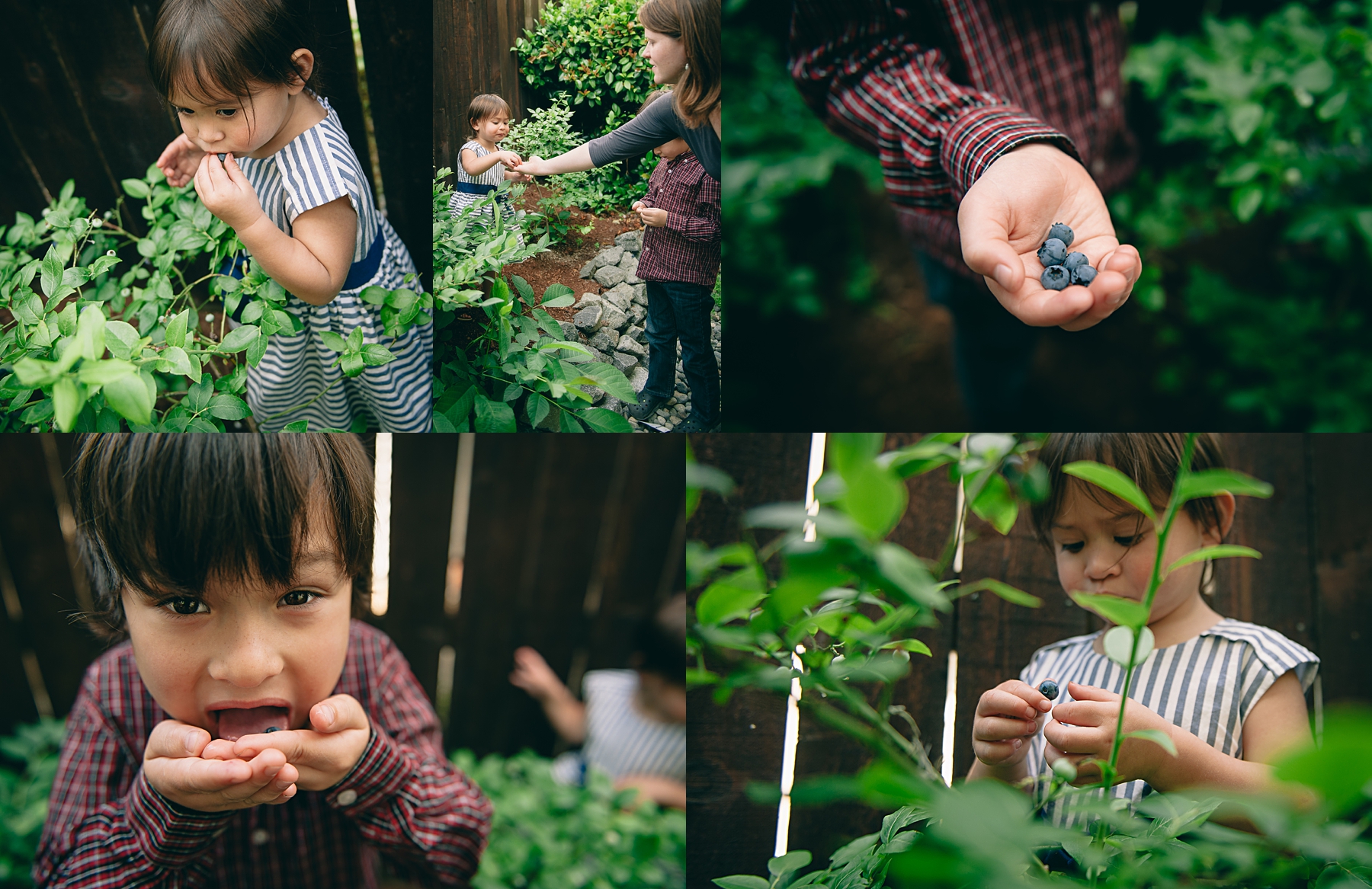 seattle blueberry picking photos