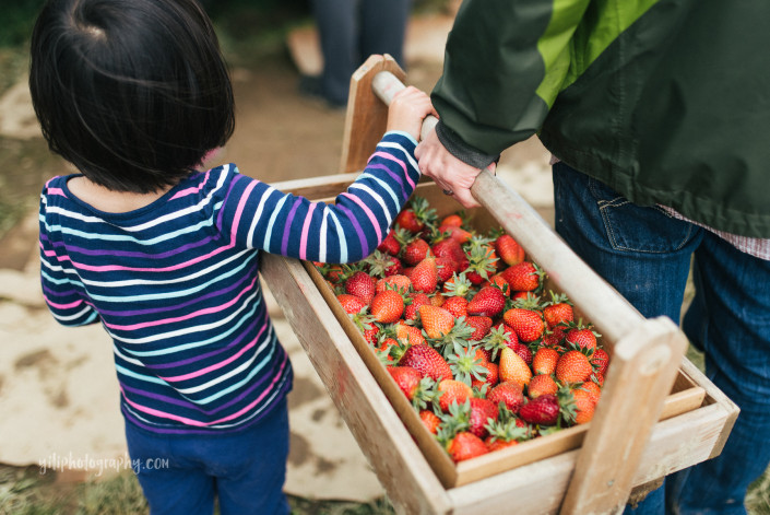seattle girl holding strawberry flat with father at remlinger farms in carnation WA