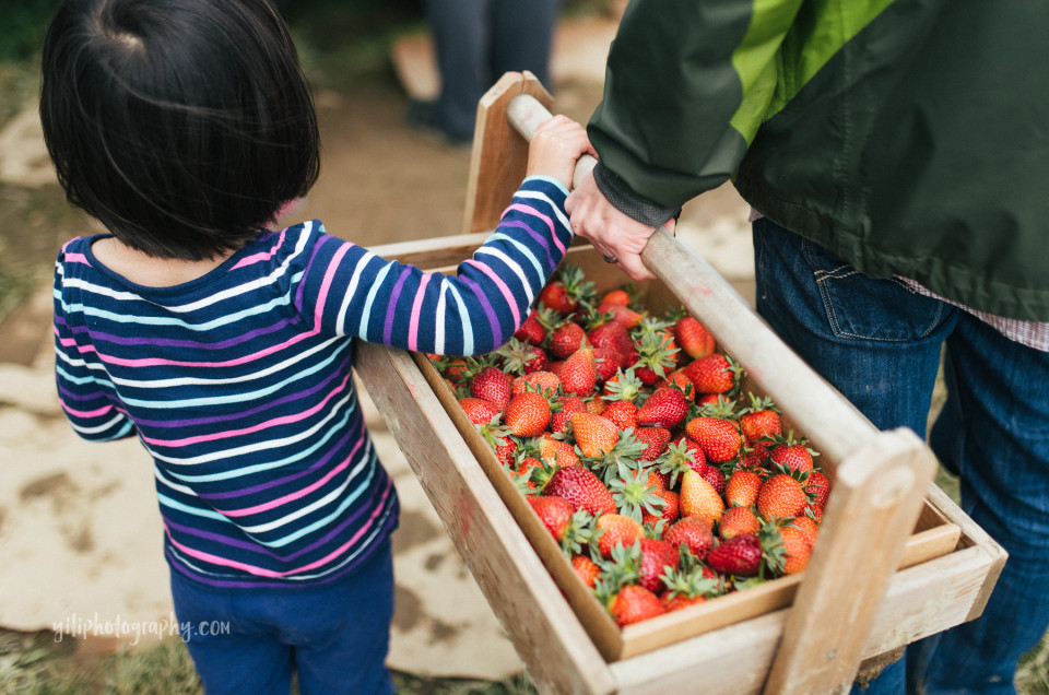 seattle girl holding strawberry flat with father at remlinger farms in carnation WA