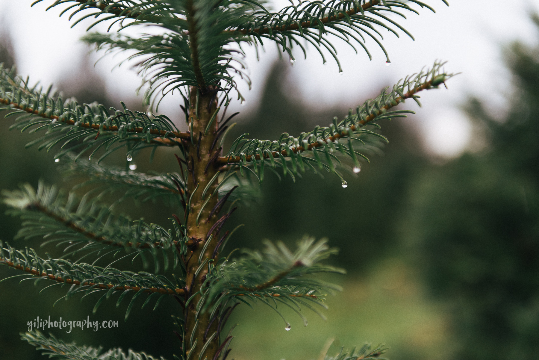 seattle-deck-the-halls-photographer-6