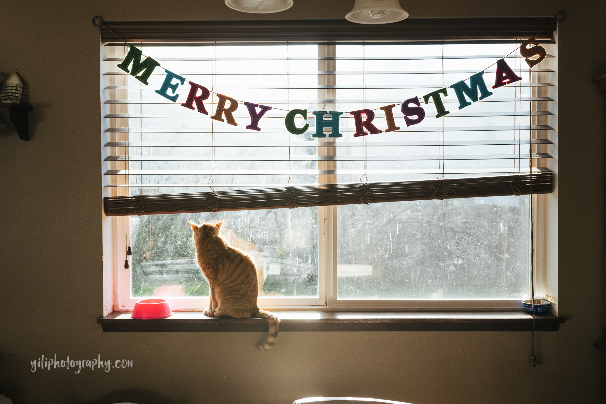 seattle orange cat looks out window with merry christmas banner