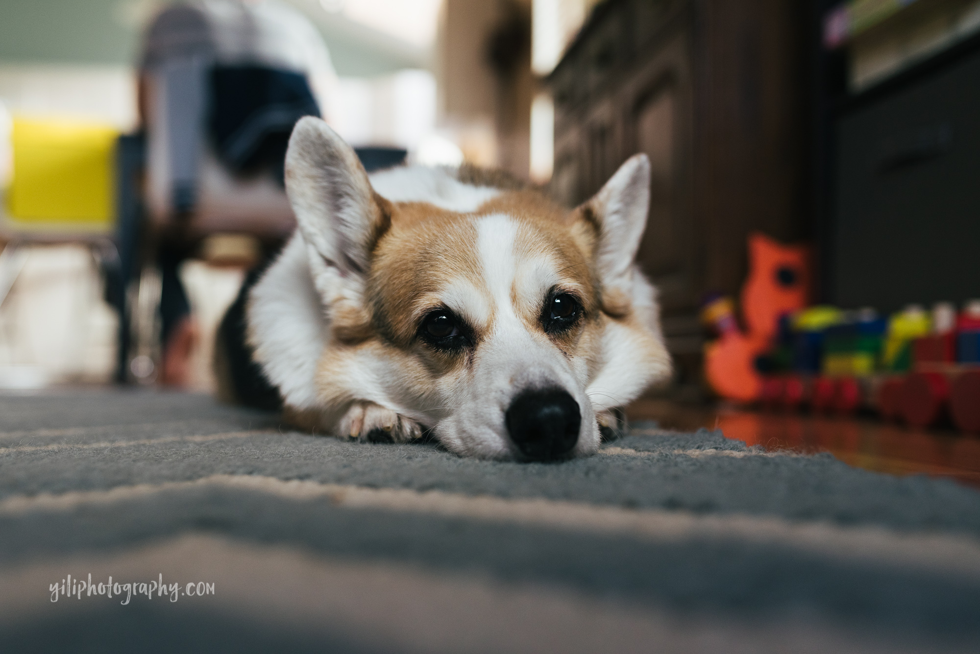 seattle family dog lying peacefully on rug