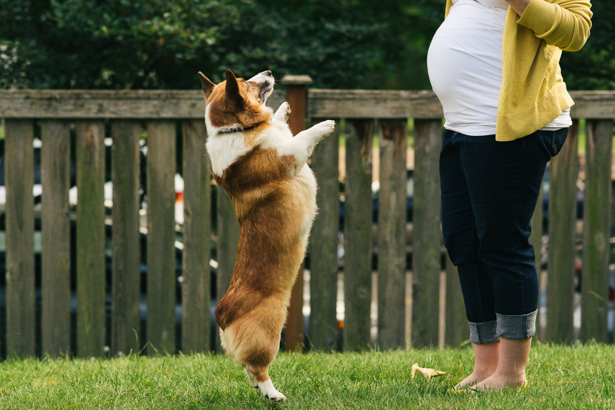 pregnant woman giving commands to dog