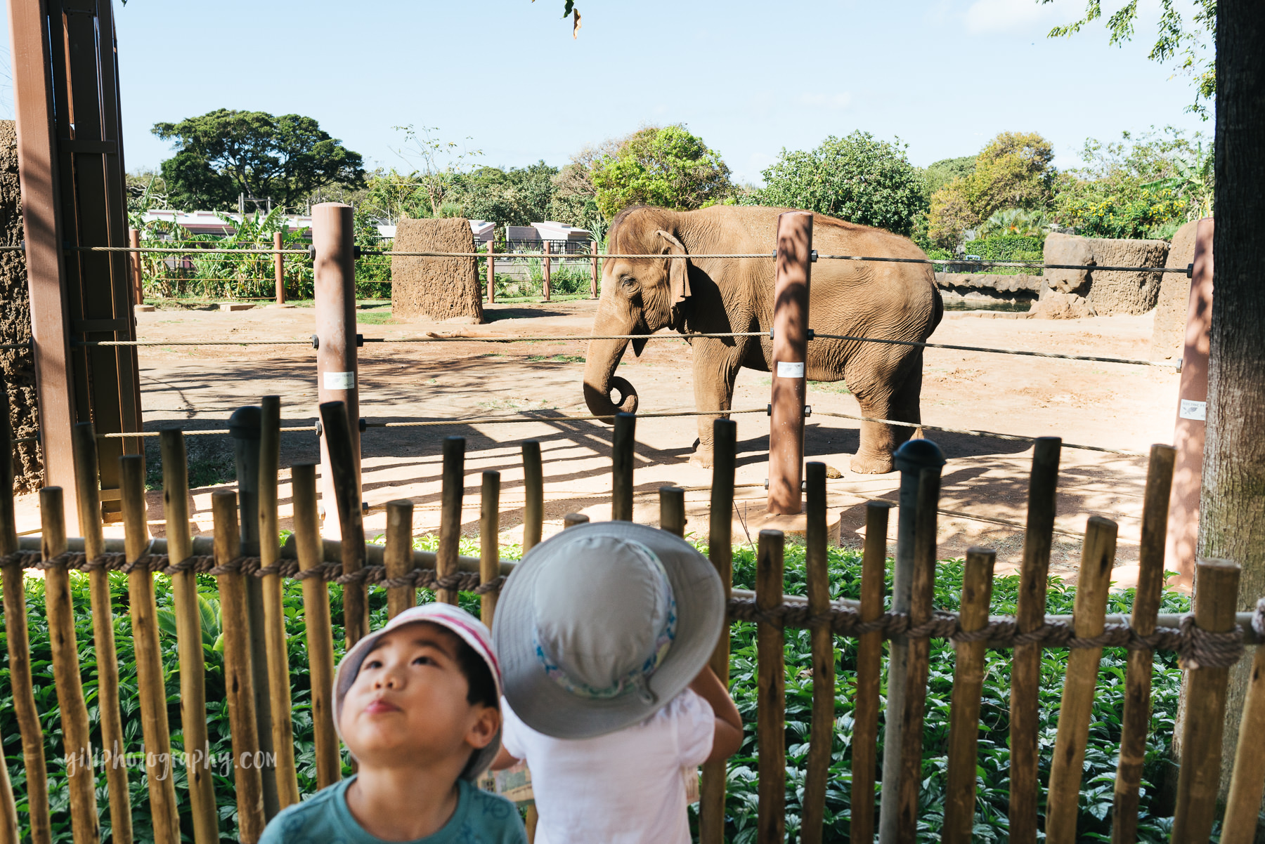 girl watching elephant at zoo