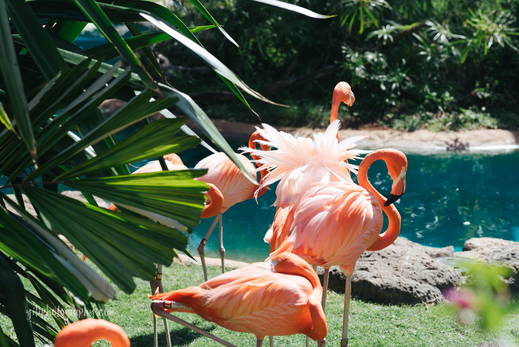 tropical flamingoes at zoo