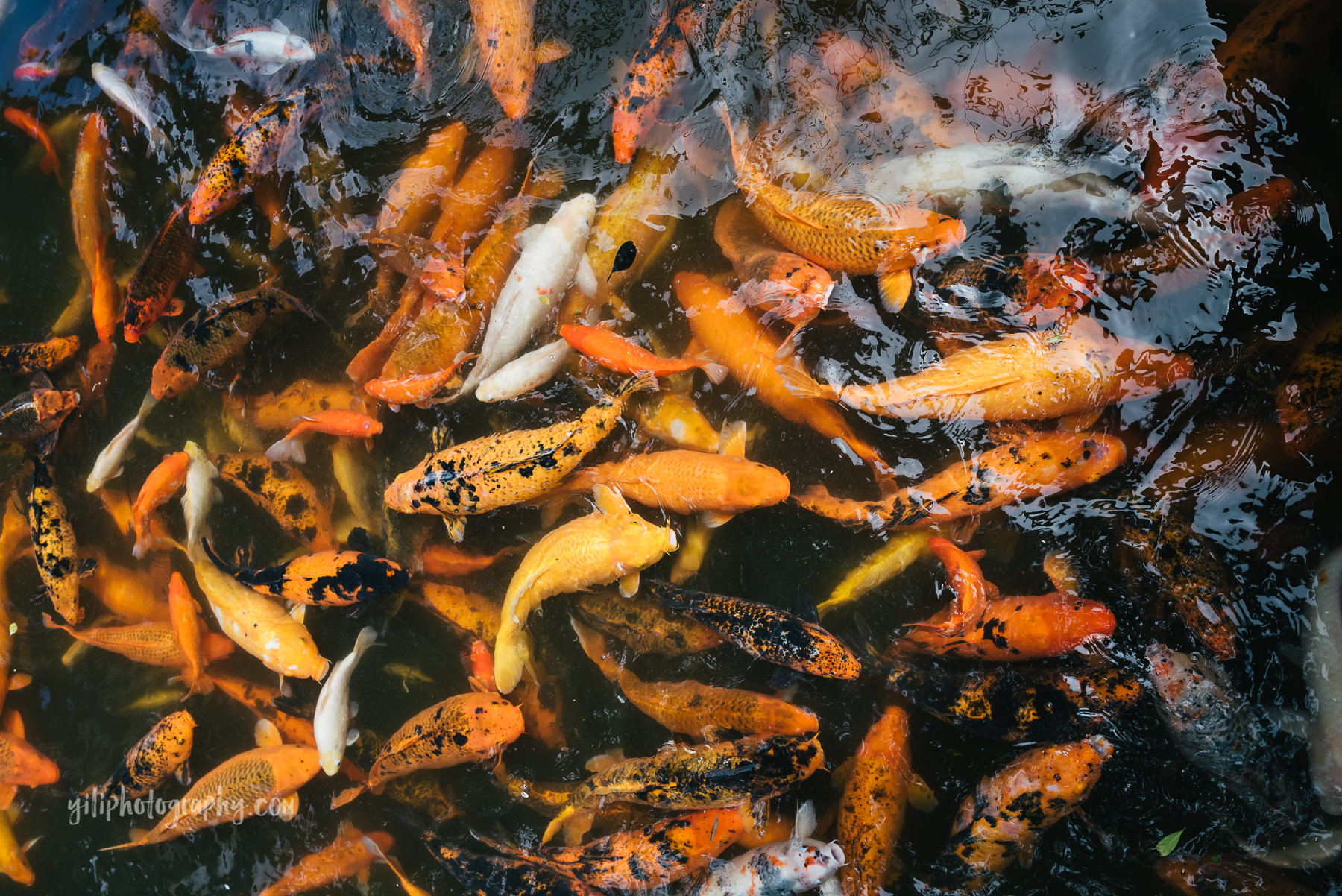 koi swimming in pond