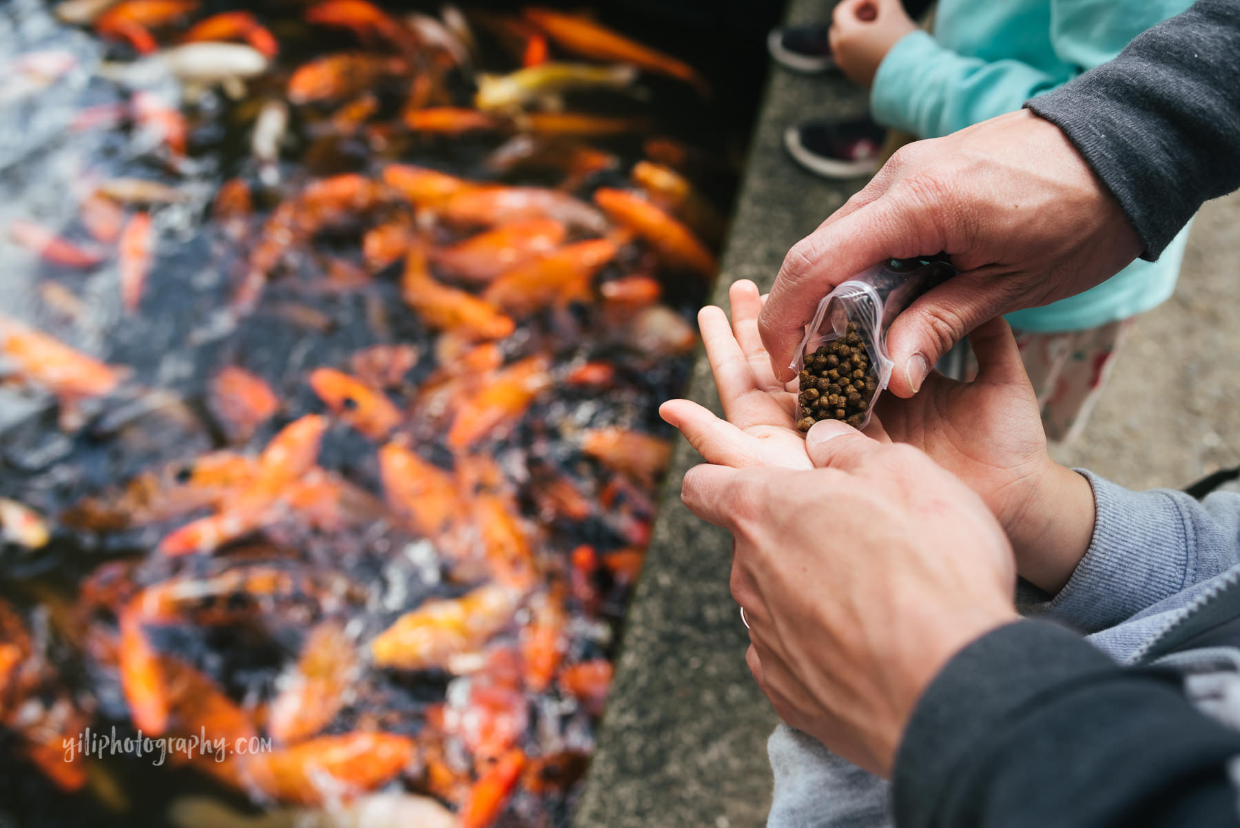 child feeding koi pellets to fish