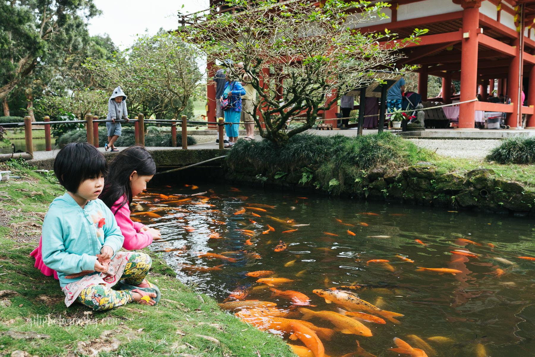 two girls feeding koi at japanese temple