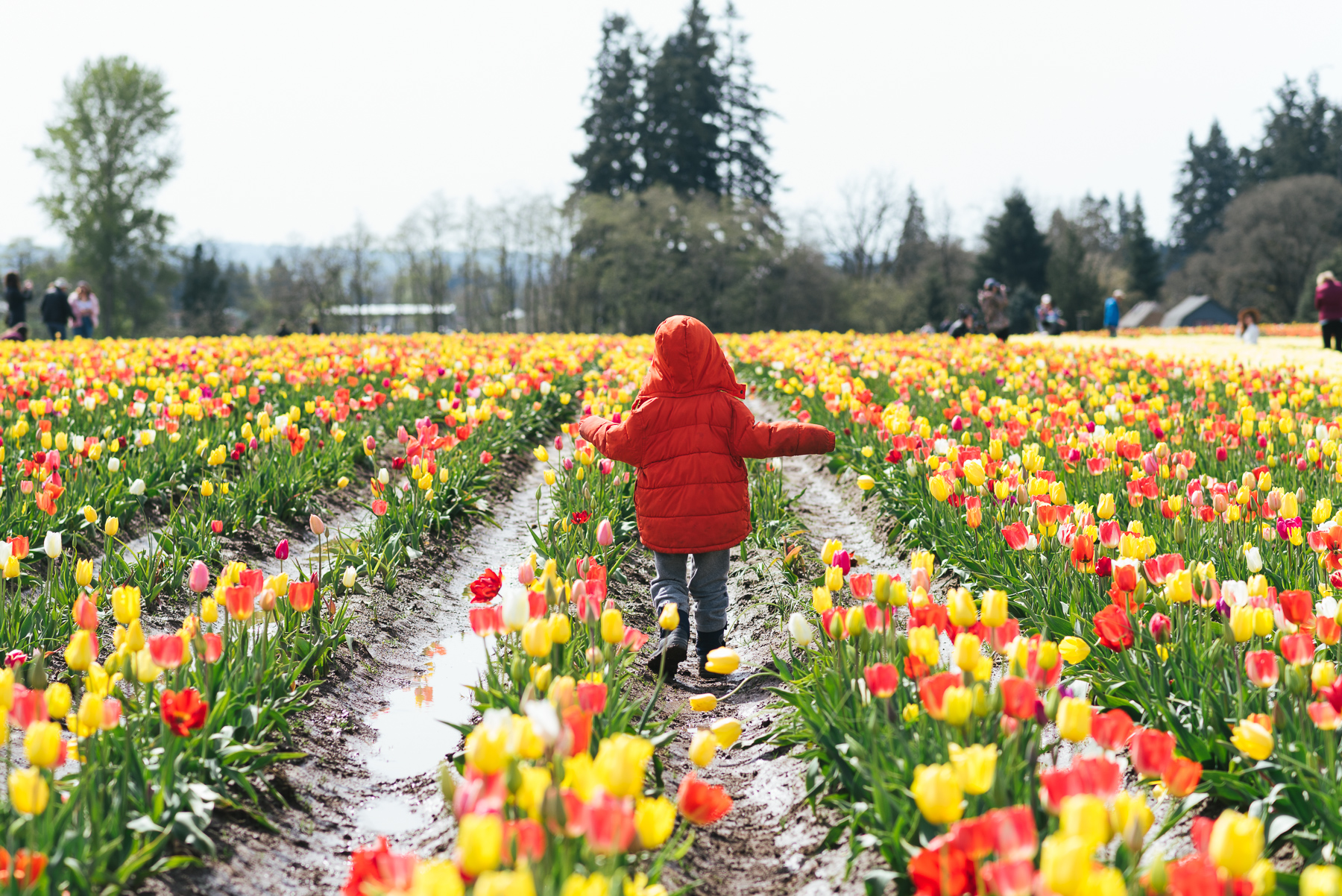 boy walking down rows of tulips in PNW