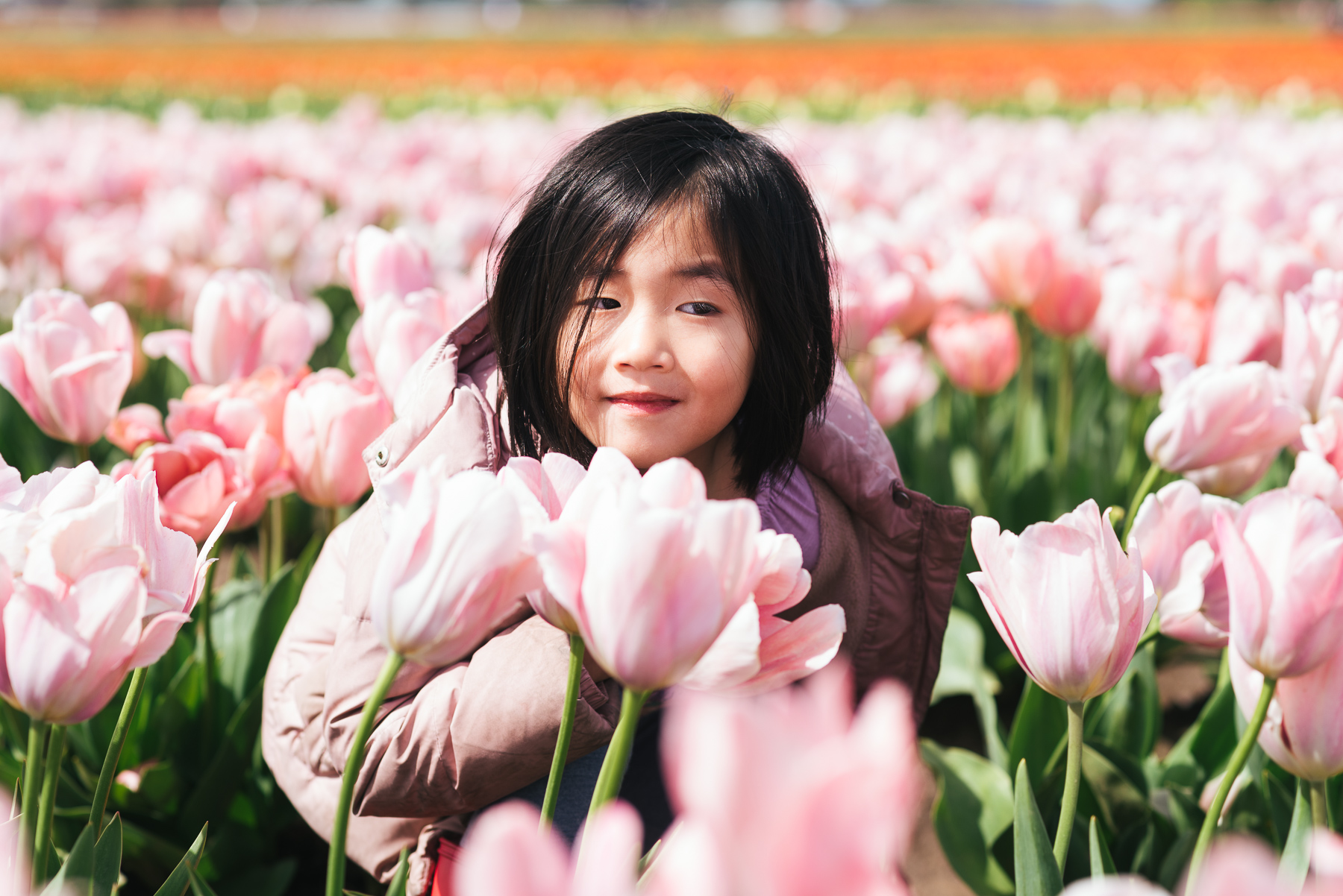 little girl among rows of pink tulips