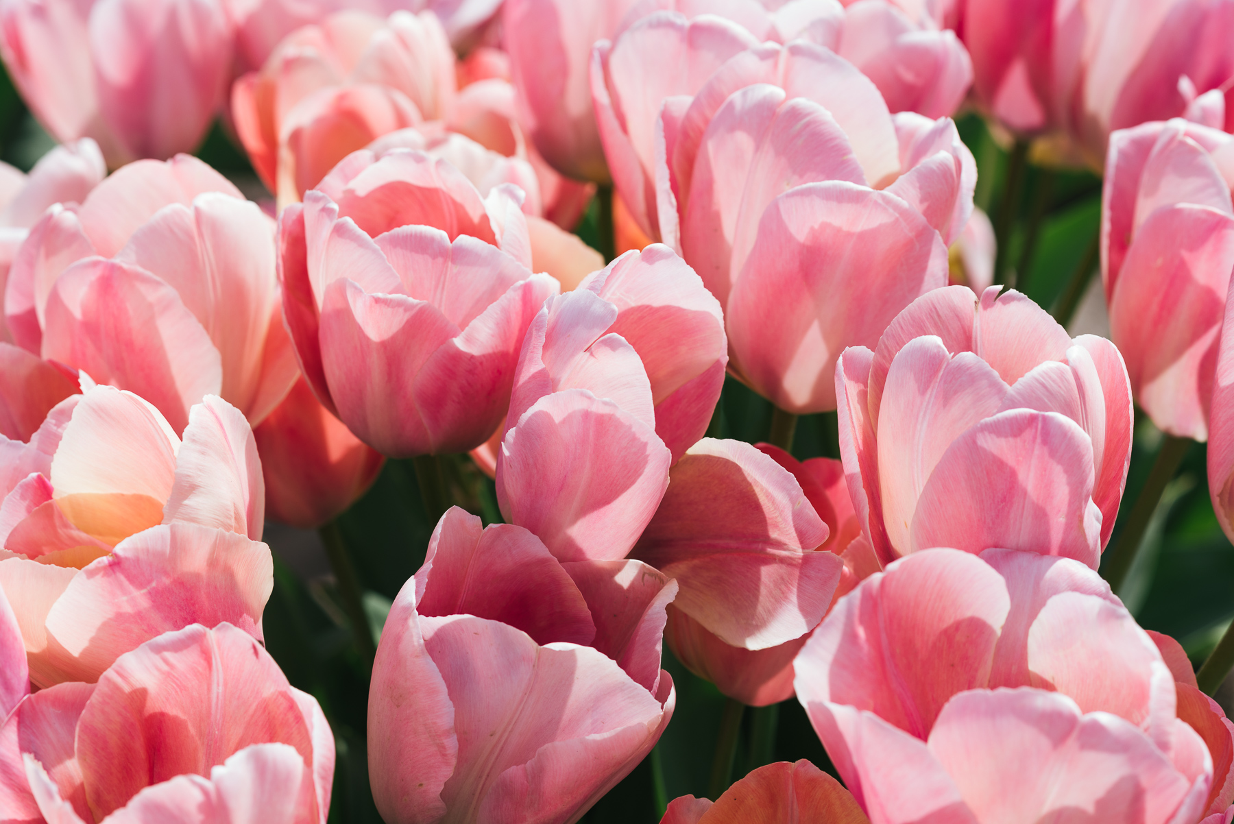 close up of pink tulips