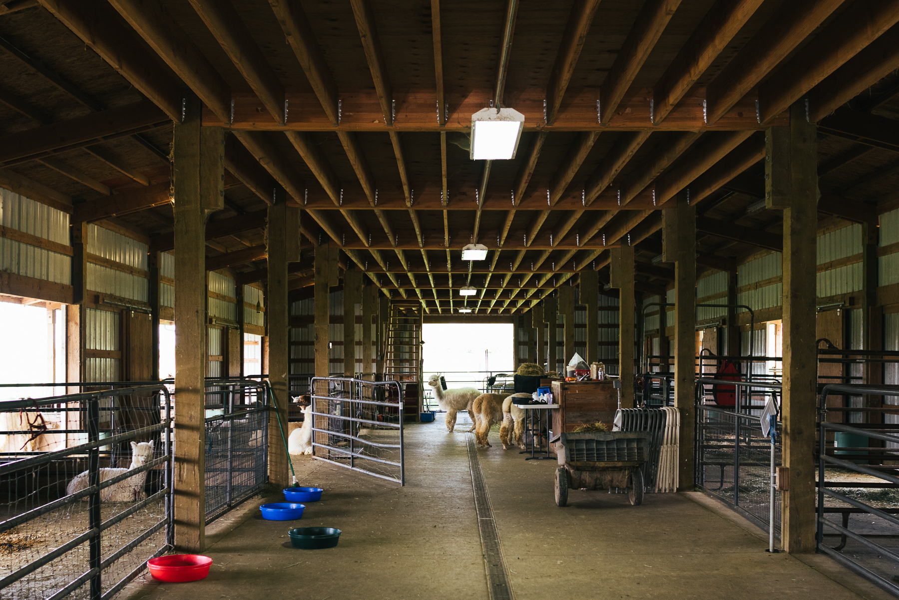 barn with alpacas in distance