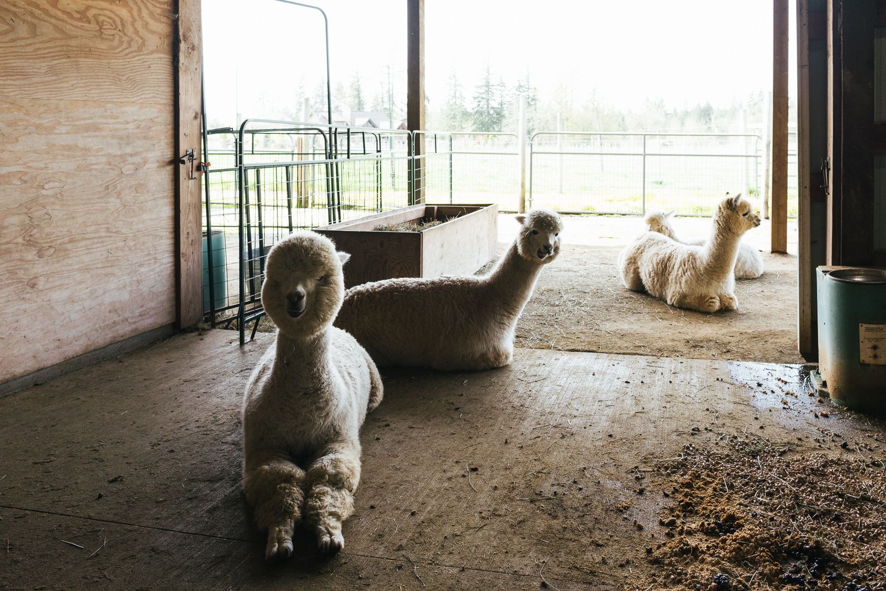 alpacas hanging out in pen