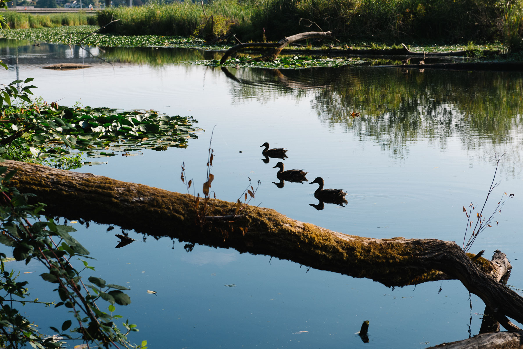 three ducks swimming on quiet pond with lily pads