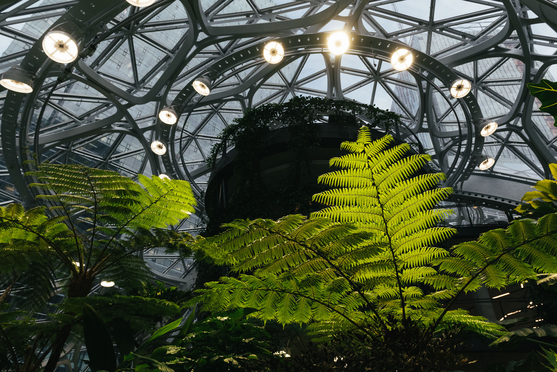 giant ferns inside Amazon spheres 