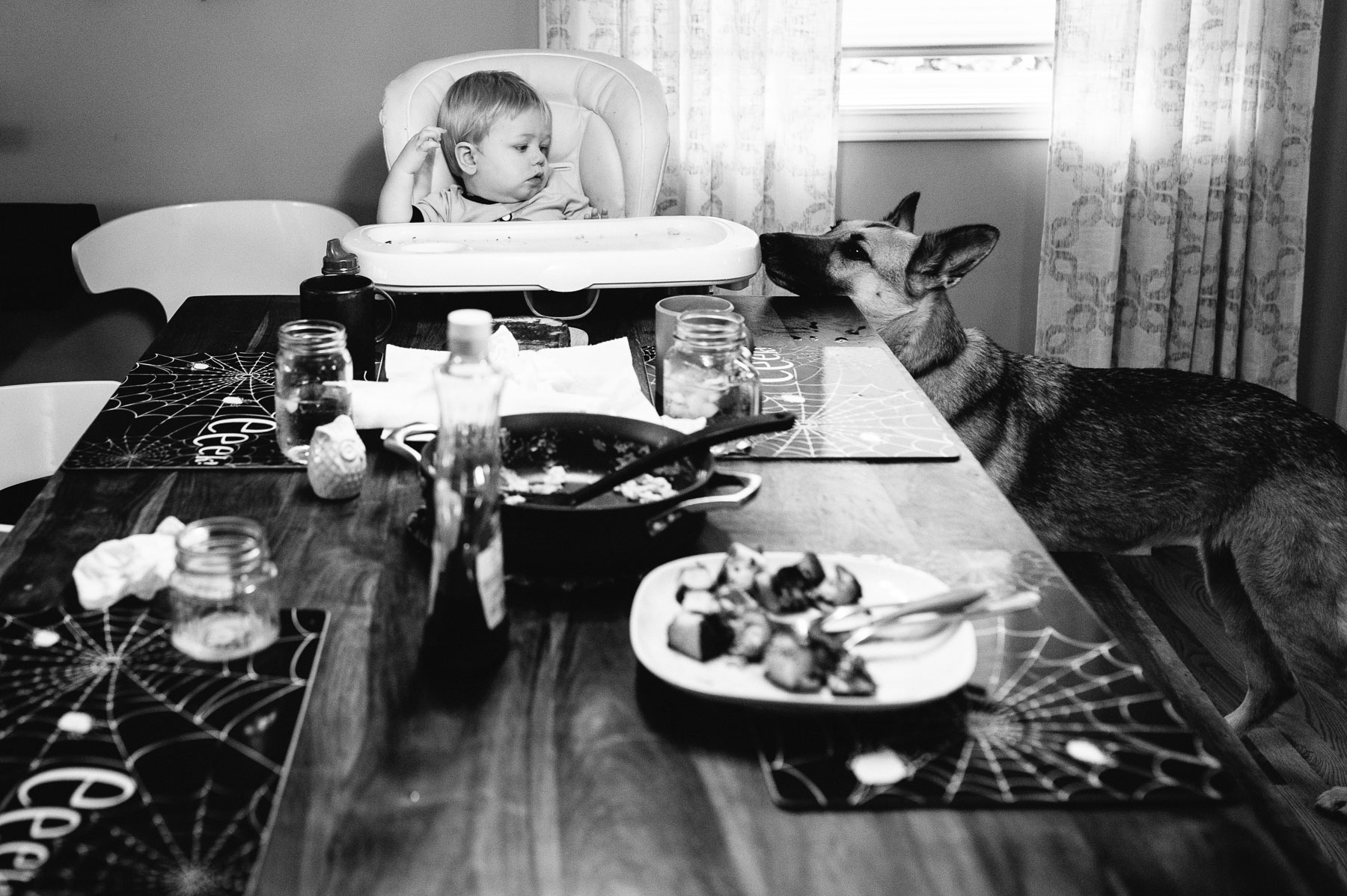 baby boy sitting alone in high chair at dining table with German shepherd dog looking on